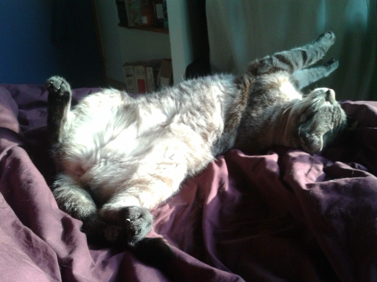 Bandeau tricotin chat soleil