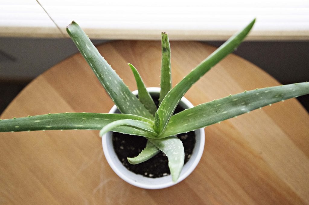 aloe vera plante